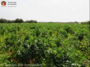 Makrigialos, Kreta, Makrigialos, Wunderschönes Grundstück mit Meerblick Grundstück kaufen